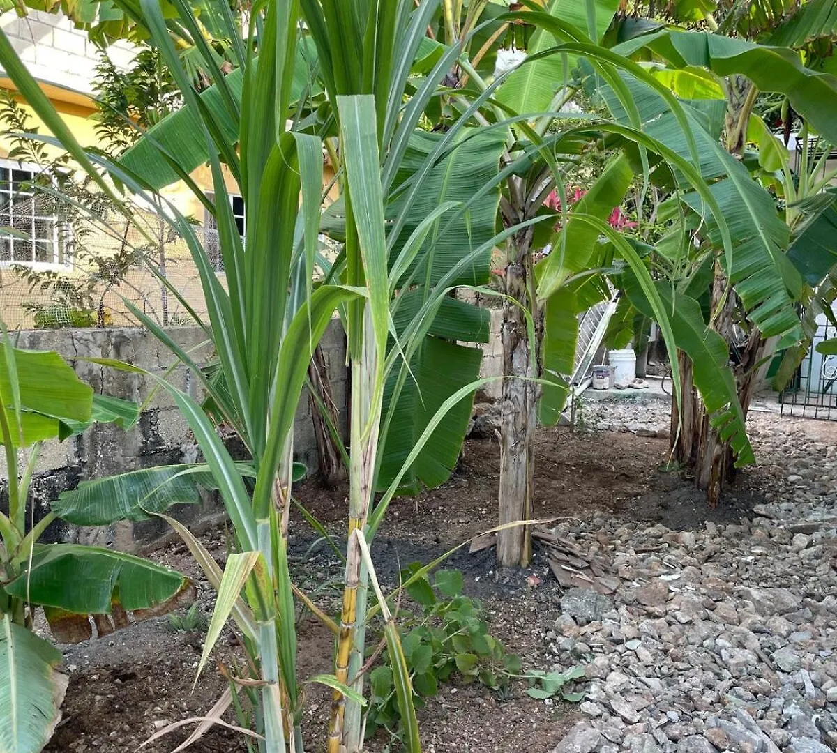Apartamento Jade Coast Getaway Near Montego Bay