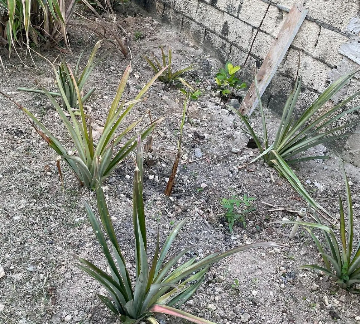 Jade Coast Getaway Near Montego Bay Appartement