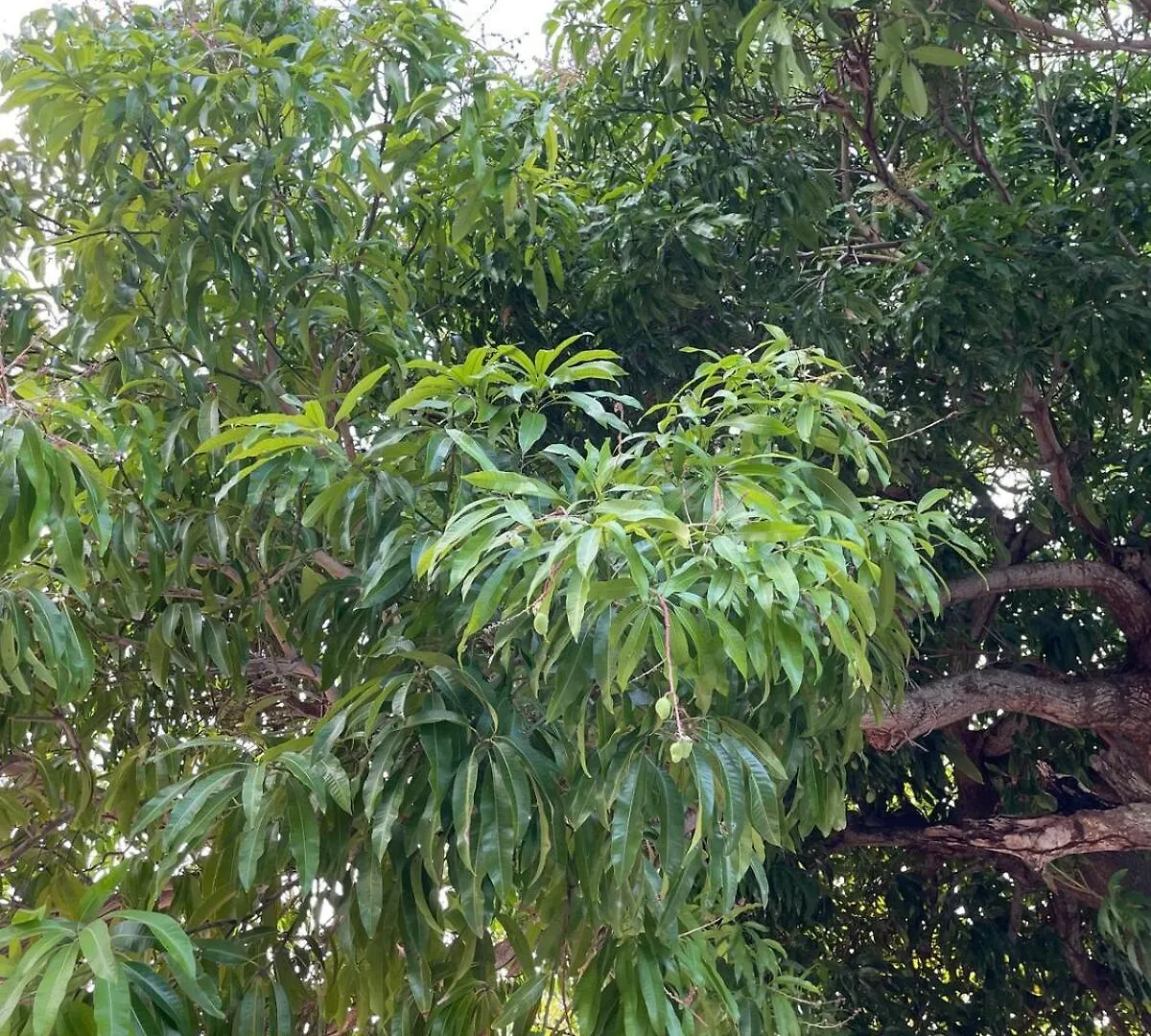 Jade Coast Getaway Near Montego Bay Appartement Jamaica